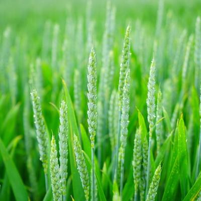 Agriculture
